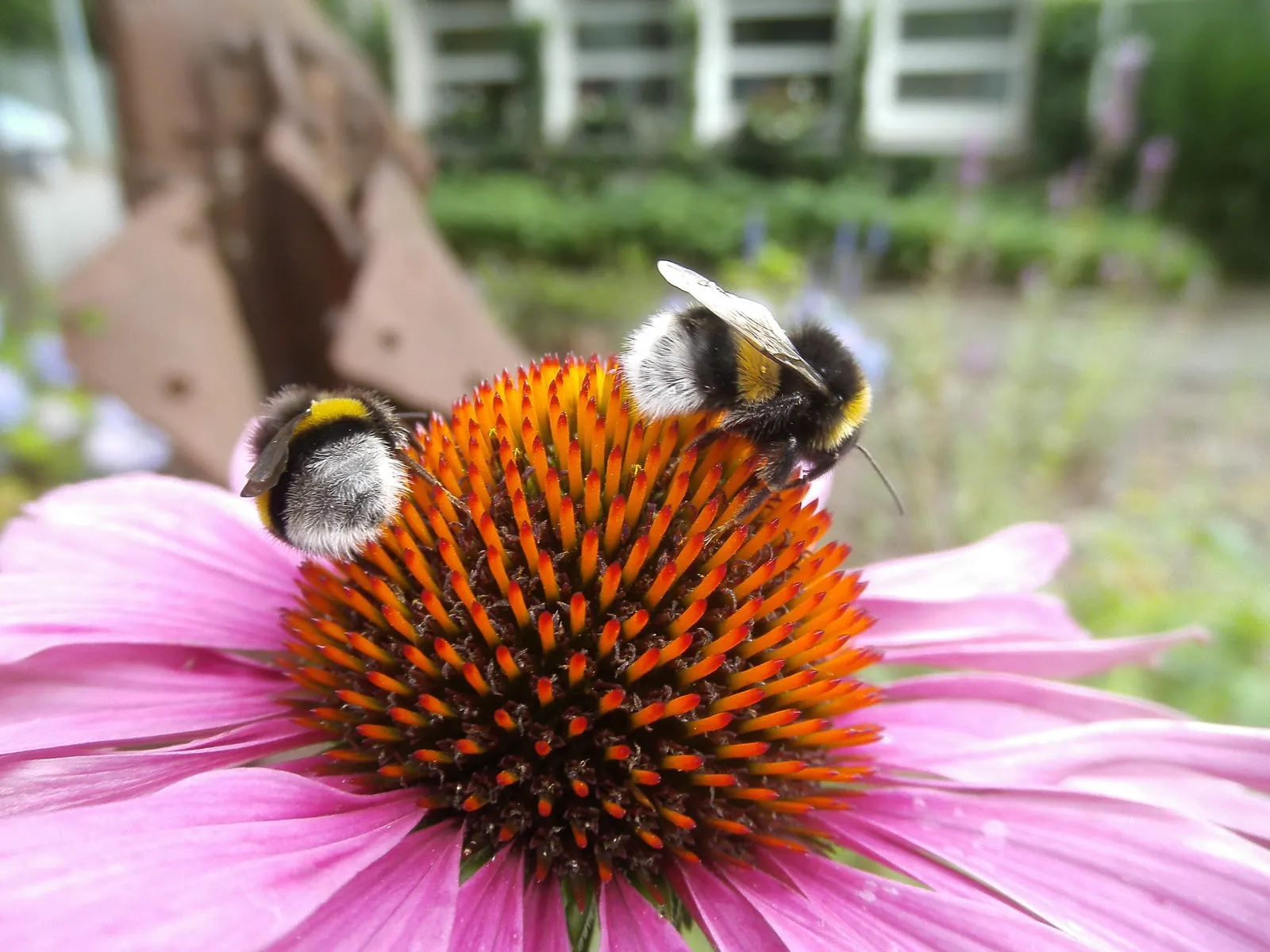 Purple Coneflower (Echinacea Purpurea) — Full sun to partial shade and well-drained soils are ideal