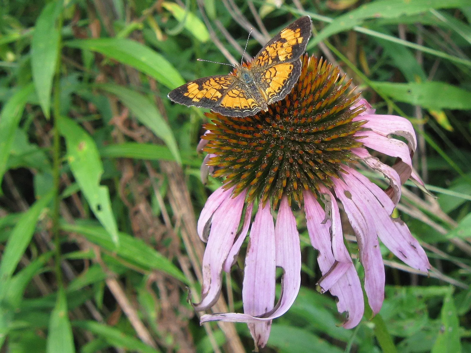Purple Coneflower (Echinacea Purpurea) — be sure to mention the dual-purpose nature of this plant; full sun to partial shade and well-drained soils are ideal