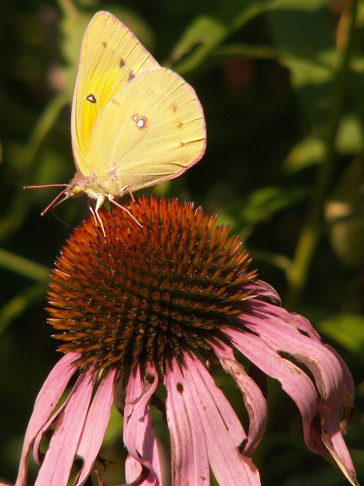 Purple Coneflower (Echinacea Purpurea) — With a height of 2-5 ft and a spread of 1.5-2 ft