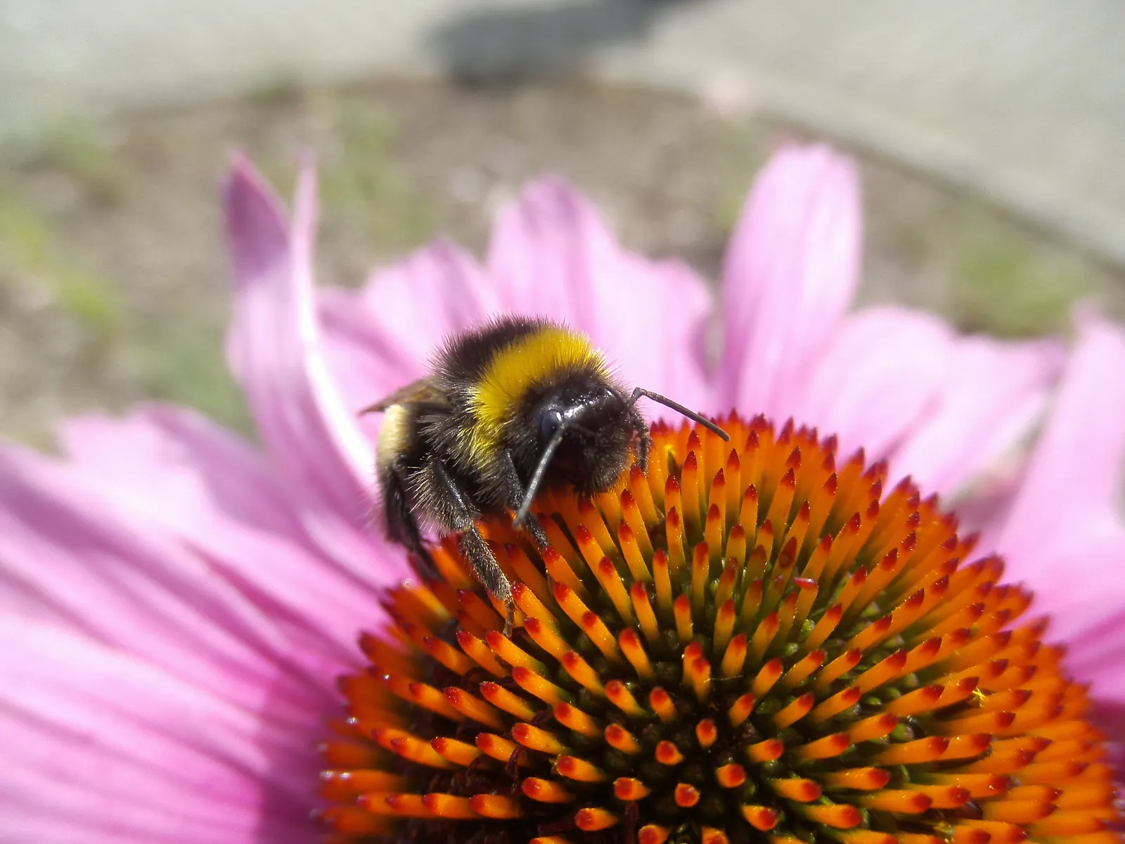 Purple Coneflower (Echinacea Purpurea) — are not only a visual delight but also attract a plethora of pollinators such as butterflies and bees; by