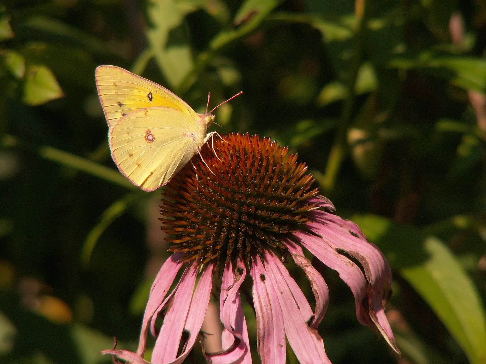 Purple Coneflower (Echinacea Purpurea) — With an average height ranging from 2 to 5 feet and a spread of 1.5 to 2 feet