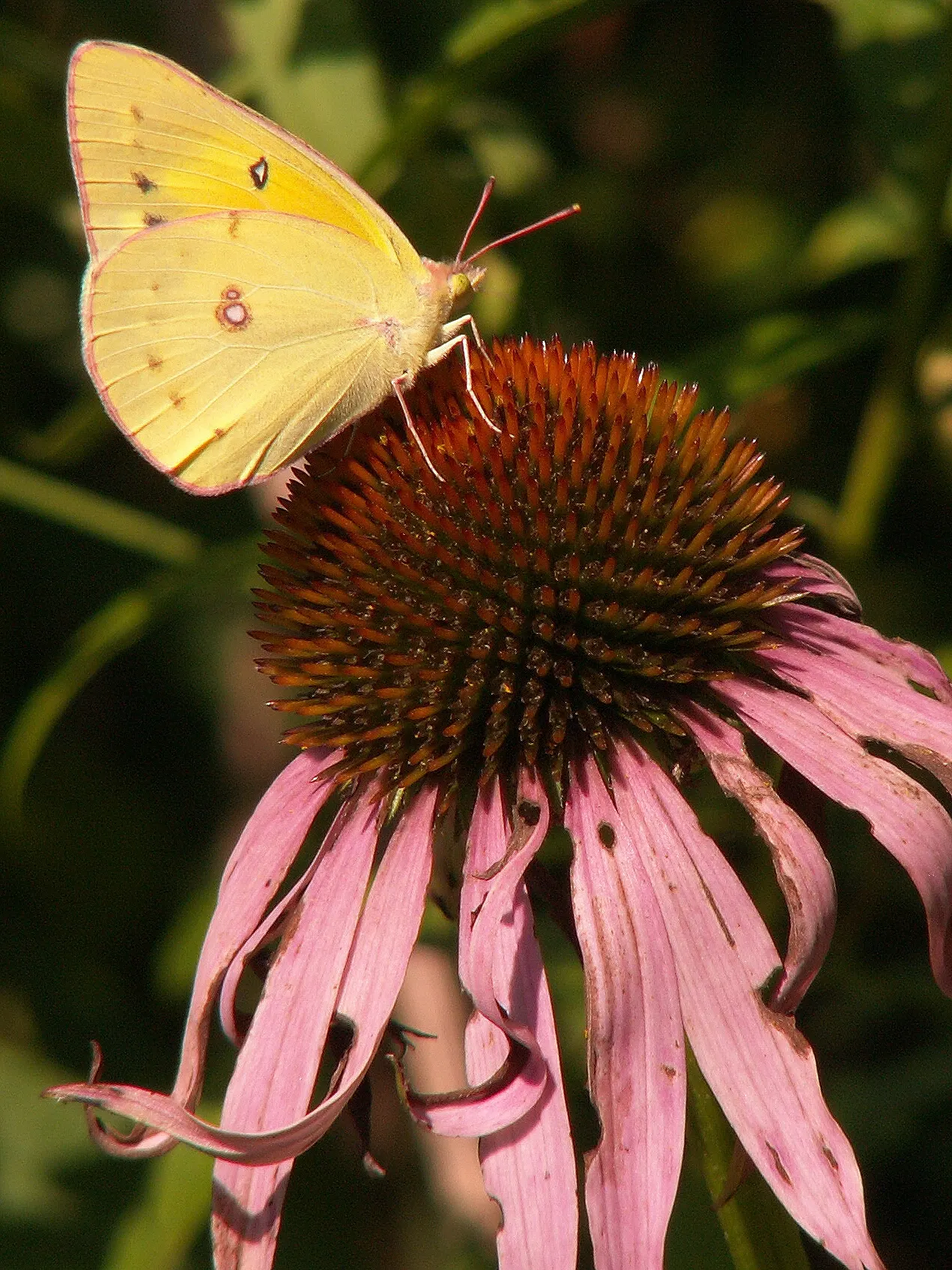 Purple Coneflower (Echinacea Purpurea) — is a hardy perennial that embodies both beauty and resilience