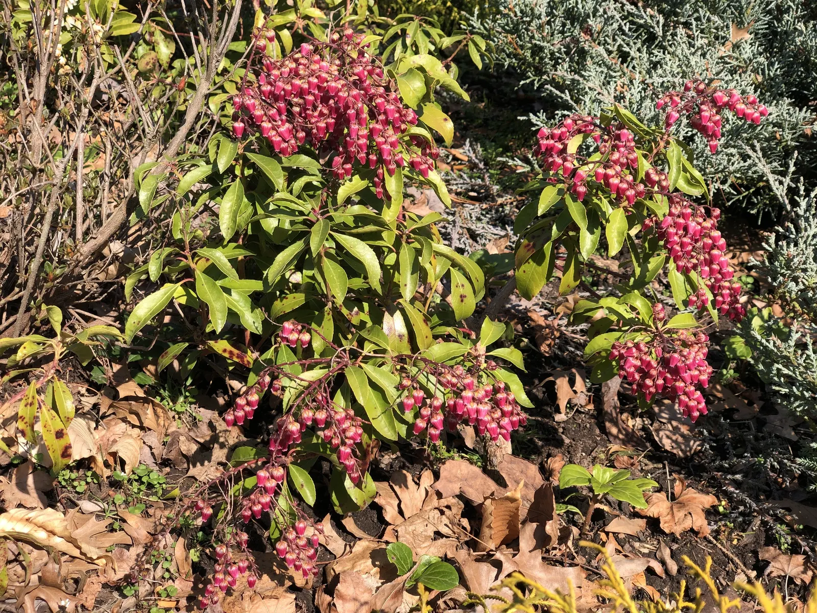 Valley Valentine Japanese Pieris (Pieris Japonica 'Valley Valentine') — A stunning focal point, it attracts pollinators while resisting deer
