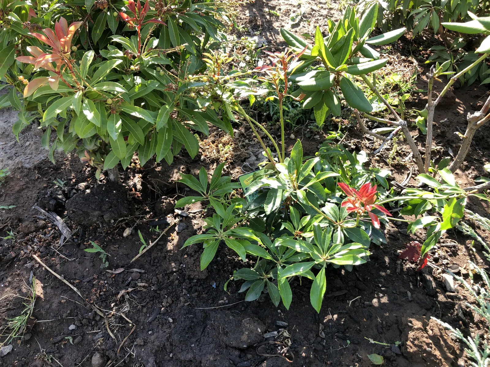 Valley Valentine Japanese Pieris (Pieris Japonica 'Valley Valentine') — It is hardy in USDA zones 5 through 8 and boasts a remarkable tolerance to cold