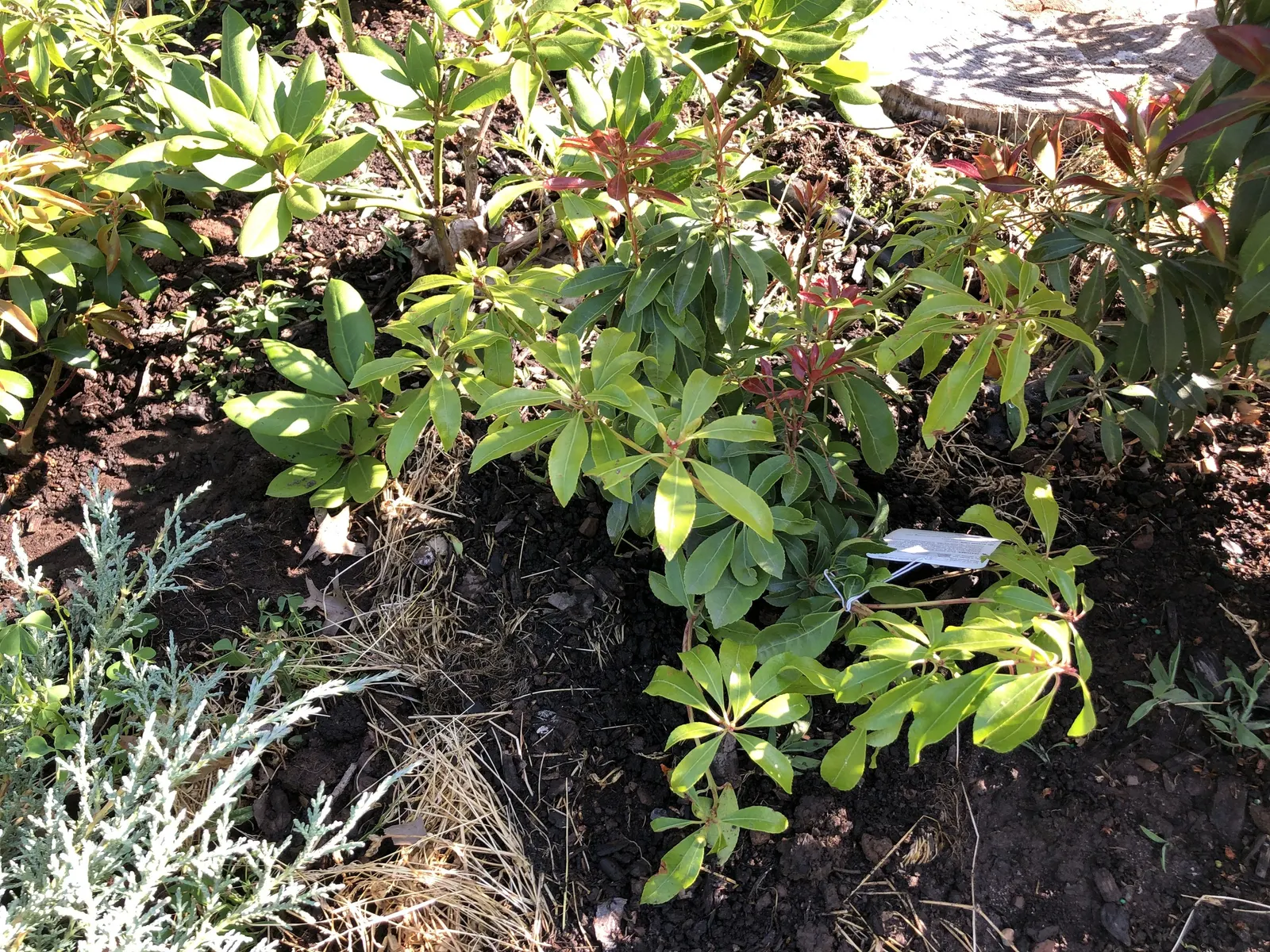 Valley Valentine Japanese Pieris (Pieris Japonica 'Valley Valentine') — which hang in clusters known as racemes and can reach lengths of 6 inches