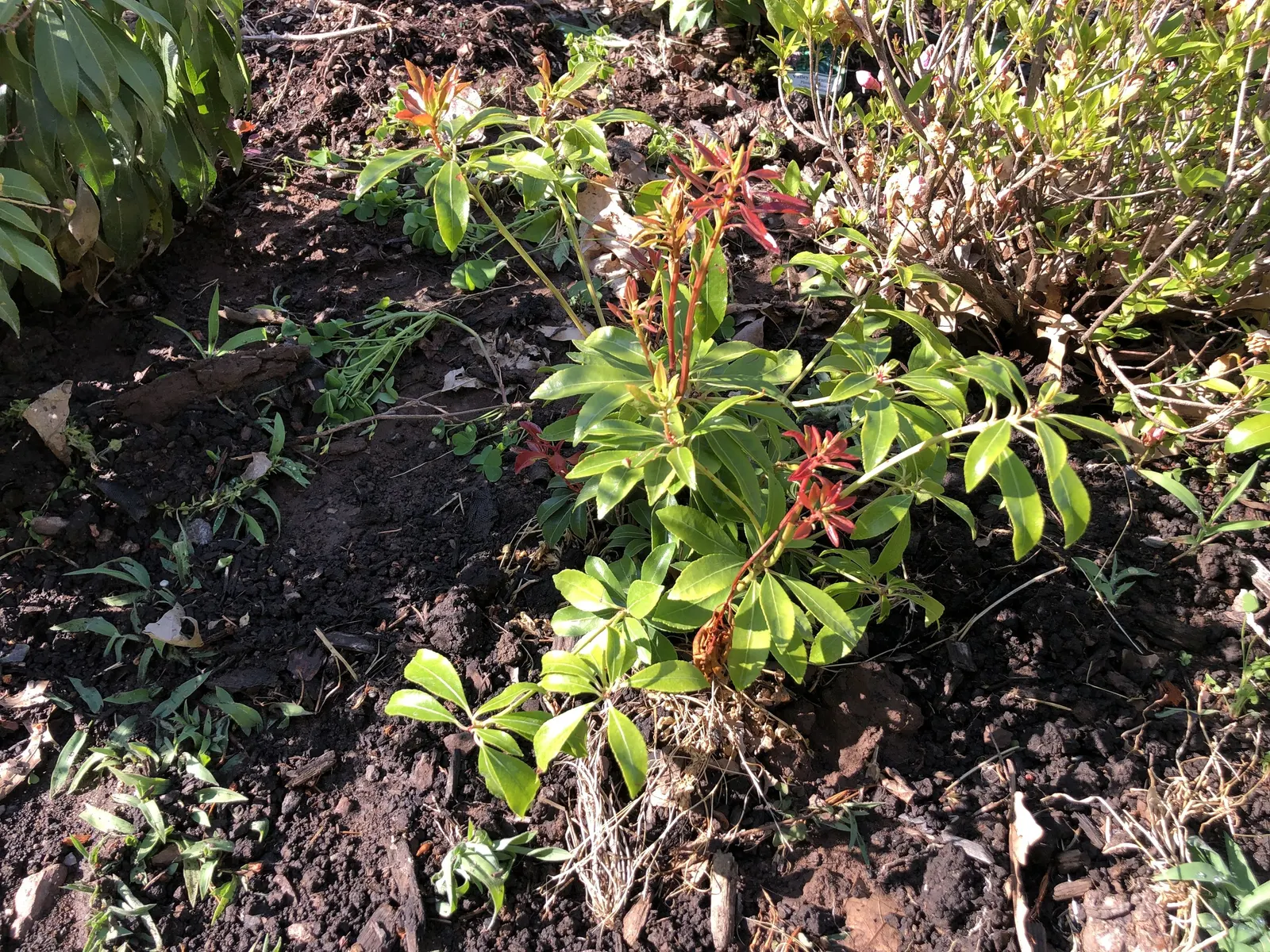 Valley Valentine Japanese Pieris (Pieris Japonica 'Valley Valentine') — tolerating temperatures down to -20&deg;F.<br><br>Spring brings a striking display of