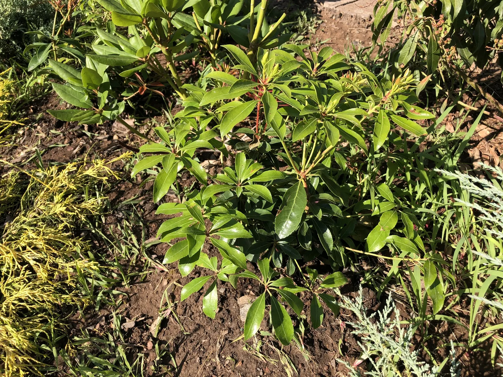 Valley Valentine Japanese Pieris (Pieris Japonica 'Valley Valentine') — Preferring partial shade and acidic, well-drained soil, it's ideal for woodland gardens