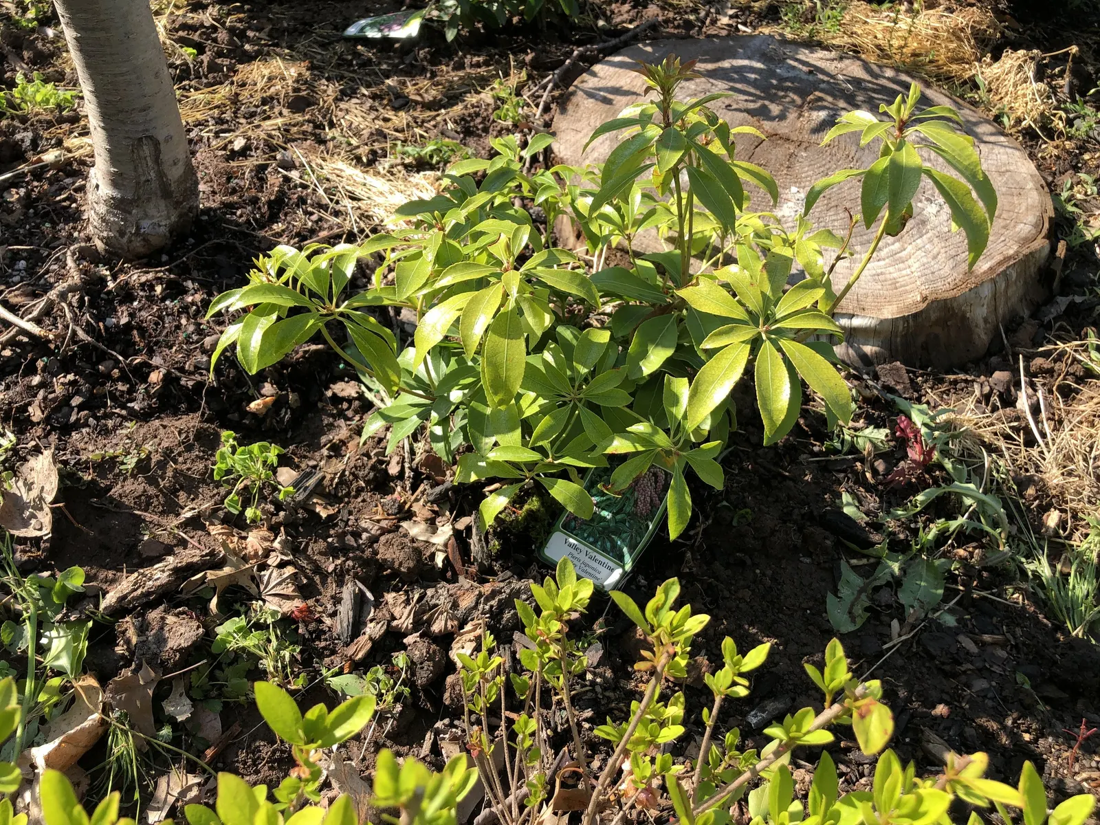 Valley Valentine Japanese Pieris (Pieris Japonica 'Valley Valentine') — ensuring a commanding presence without overwhelming the space.<br><br>This specimen