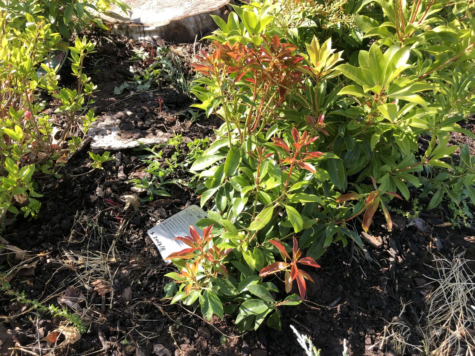 Valley Valentine Japanese Pieris (Pieris Japonica 'Valley Valentine') — it typically achieves a mature size of approximately 4 to 6 feet in height with a