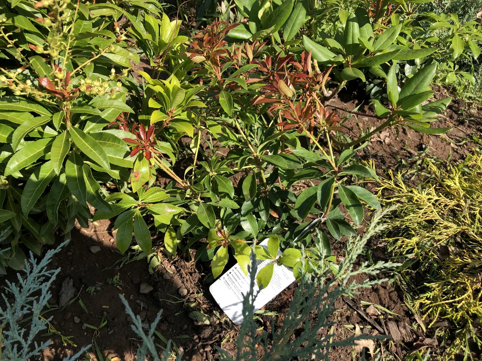 Valley Valentine Japanese Pieris (Pieris Japonica 'Valley Valentine') — Standing at 4-6 feet tall with a 3-4 feet spread, its glossy, leathery leaves offer