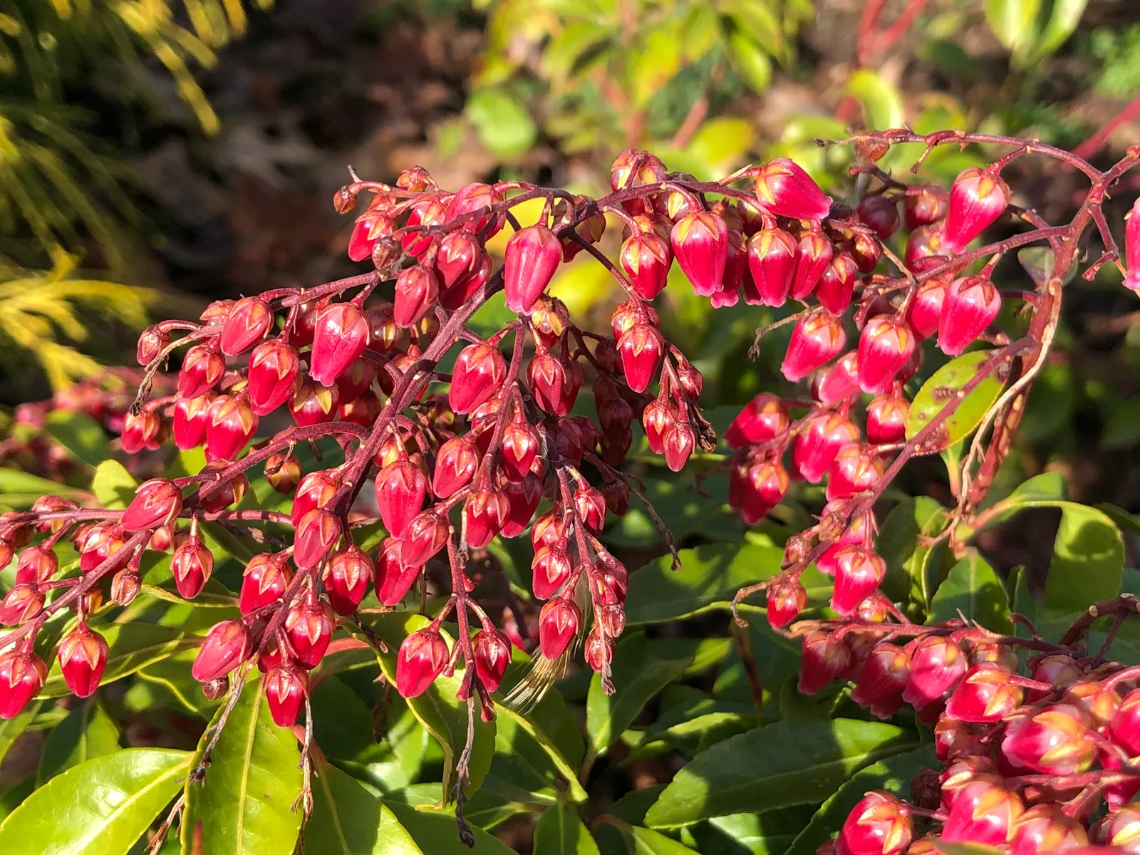 Valley Valentine Japanese Pieris (Pieris Japonica 'Valley Valentine') — Distinguished by its dense