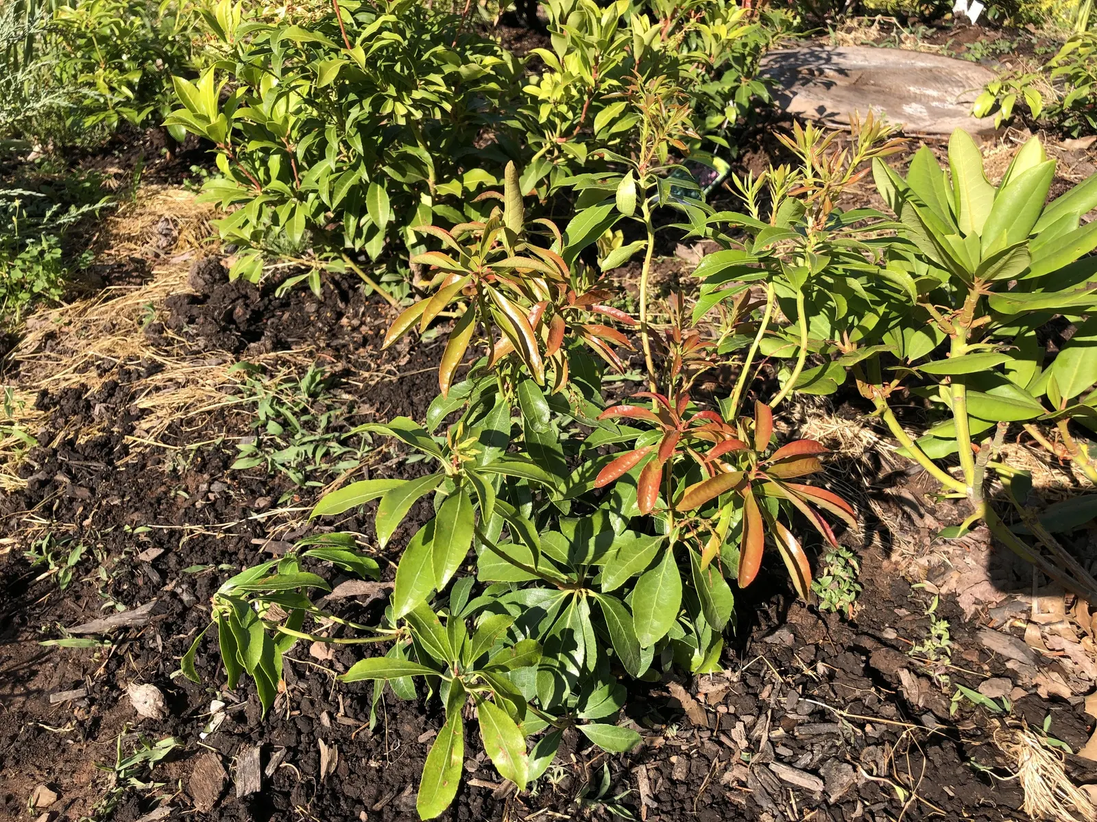 Valley Valentine Japanese Pieris (Pieris Japonica 'Valley Valentine') — The 'Valley Valentine' Pieris japonica is a captivating evergreen shrub boasting