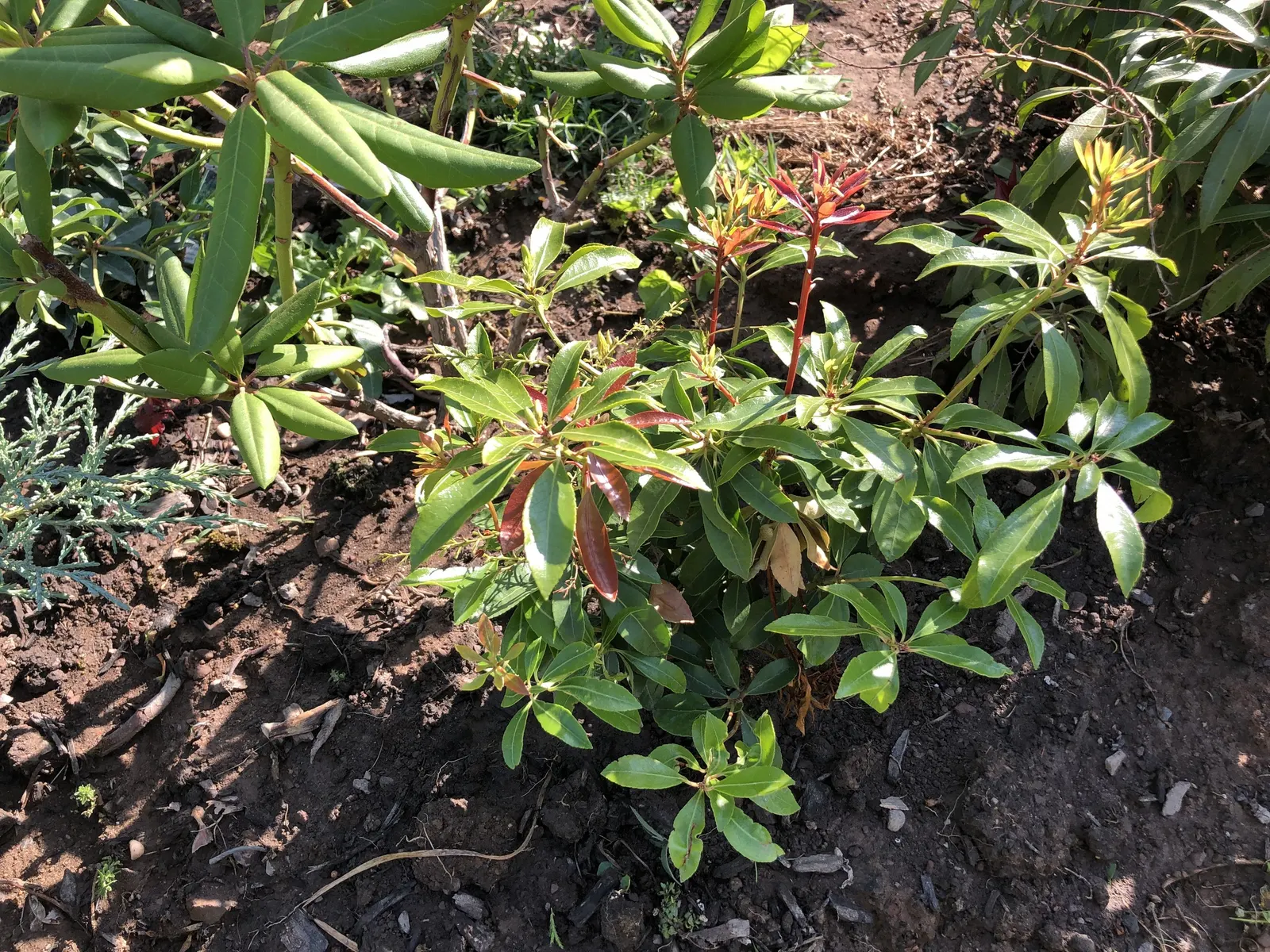 Valley Valentine Japanese Pieris (Pieris Japonica 'Valley Valentine') — set against a backdrop of leathery