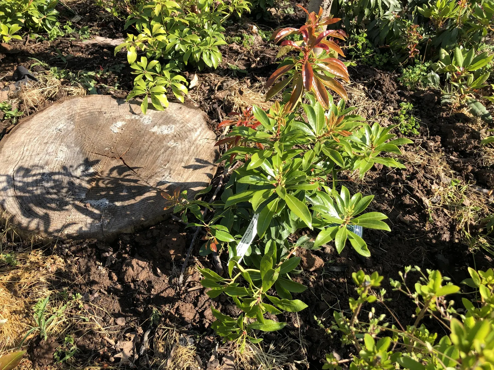 Valley Valentine Japanese Pieris (Pieris Japonica 'Valley Valentine') — making it a versatile component for shaded garden sections