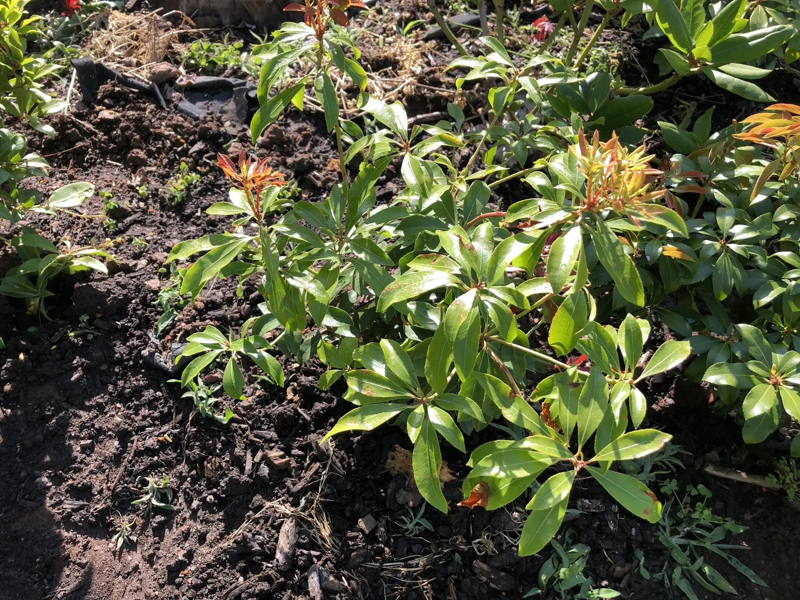 Valley Valentine Japanese Pieris (Pieris Japonica 'Valley Valentine') — USDA zones 5-8 ensure its vigor, requiring minimal pruning post bloom