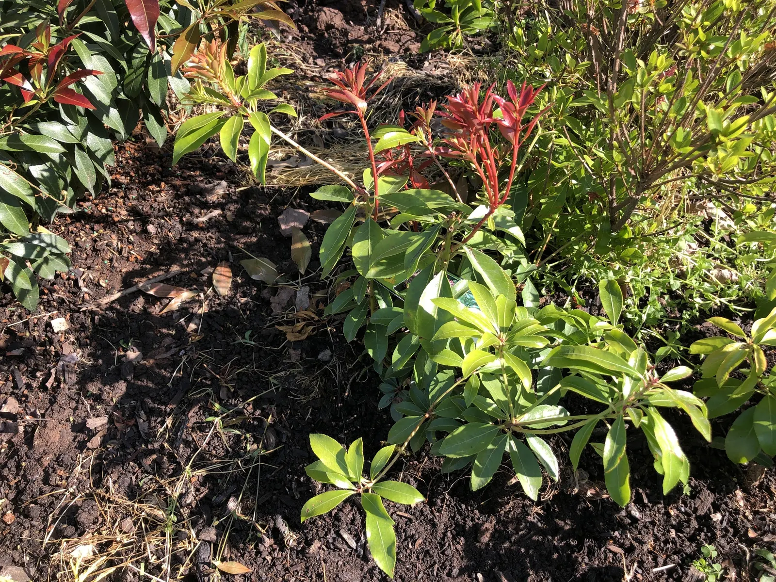 Valley Valentine Japanese Pieris (Pieris Japonica 'Valley Valentine') — well-drained soil and flourishes in part shade to full shade environments