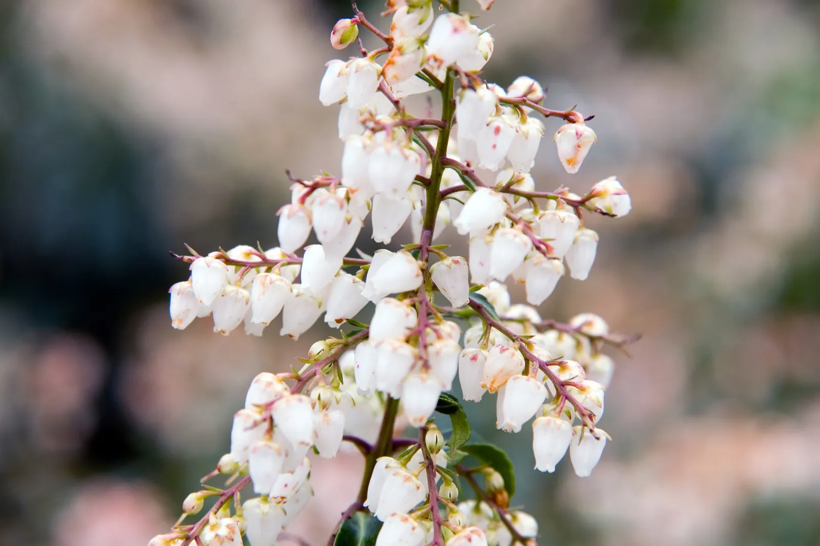 Valley Valentine Japanese Pieris (Pieris Japonica 'Valley Valentine') — broadleaf evergreen / shrub with red and violet blooms