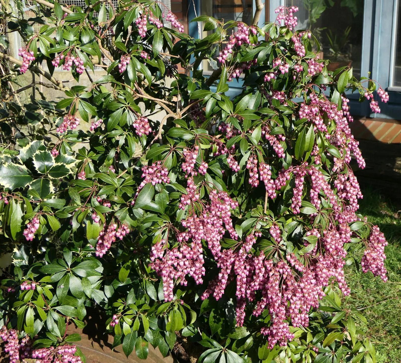 Valley Valentine Japanese Pieris (Pieris Japonica 'Valley Valentine') — A stunning focal point, it attracts pollinators while resisting deer; it typically