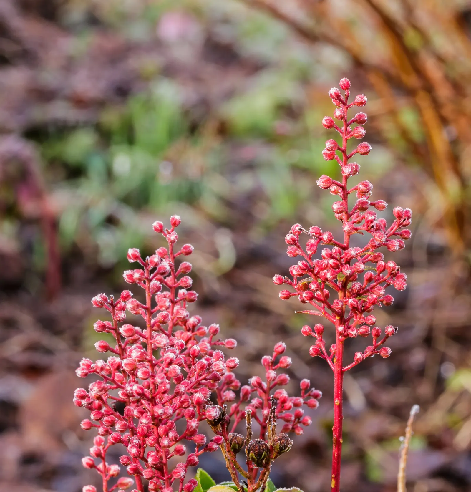 Valley Valentine Japanese Pieris (Pieris Japonica 'Valley Valentine') — lance-shaped dark green leaves