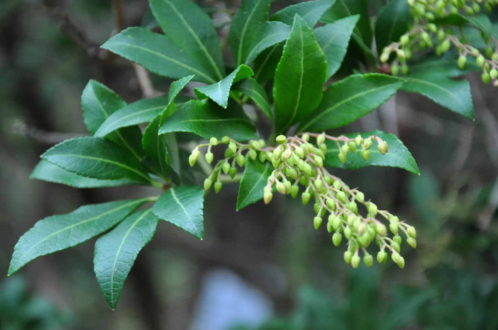 Valley Valentine Japanese Pieris (Pieris Japonica 'Valley Valentine') — it typically achieves a mature size of approximately 4 to 6 feet in height, image 32