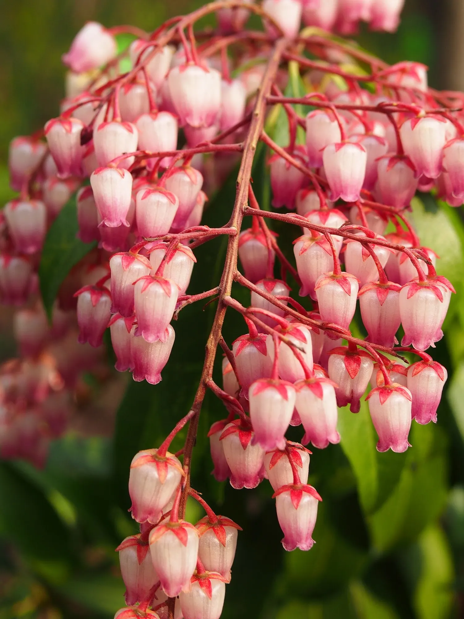 Valley Valentine Japanese Pieris (Pieris Japonica 'Valley Valentine') — Preferring partial shade and acidic, well-drained soil, it's ideal for woodland