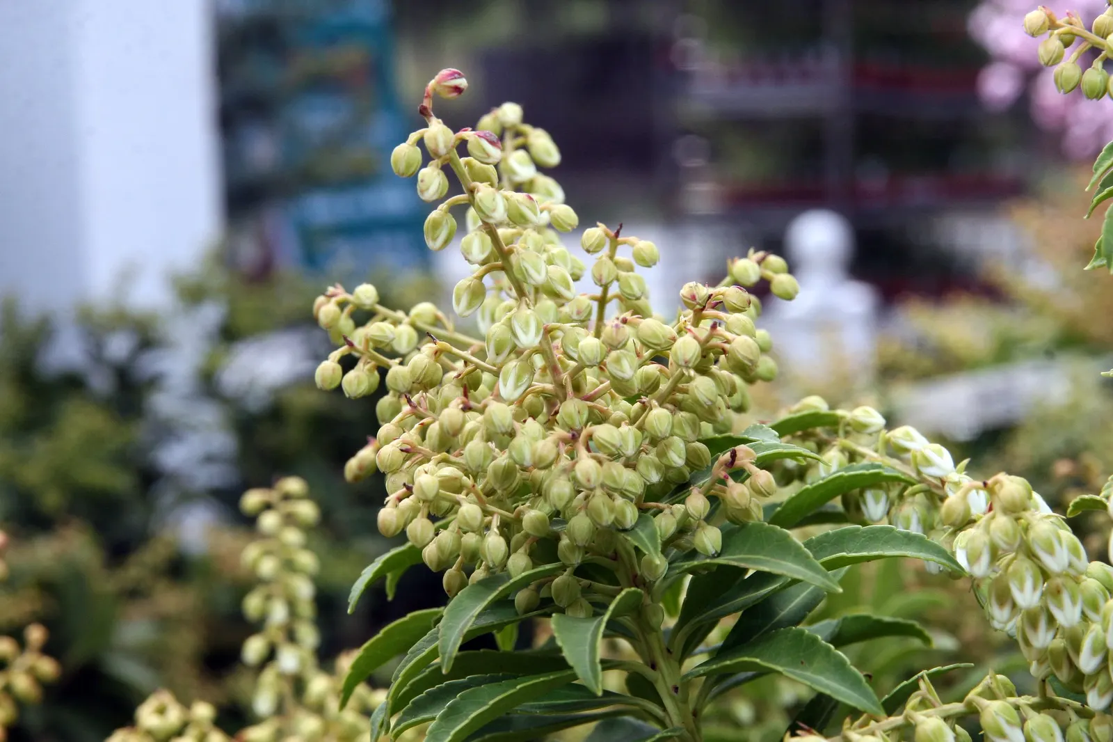 Valley Valentine Japanese Pieris (Pieris Japonica 'Valley Valentine') — Standing at 4-6 feet tall with a 3-4 feet spread, its glossy, leathery, image 27