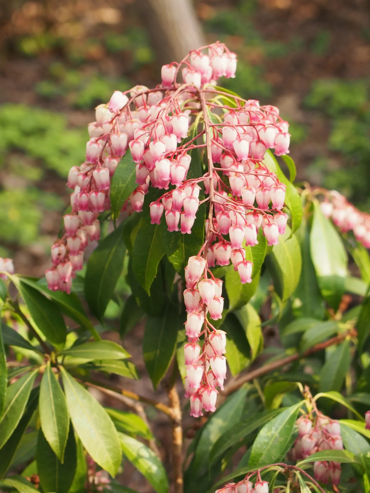 Valley Valentine Japanese Pieris (Pieris Japonica 'Valley Valentine') — the Valley Valentine requires minimal pruning