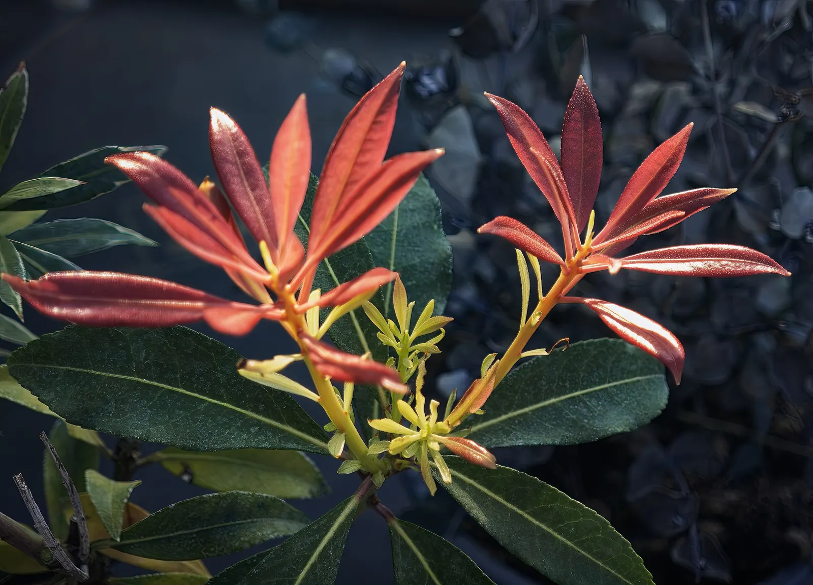 Valley Valentine Japanese Pieris (Pieris Japonica 'Valley Valentine') — Distinguished by its dense; set against a backdrop of leathery