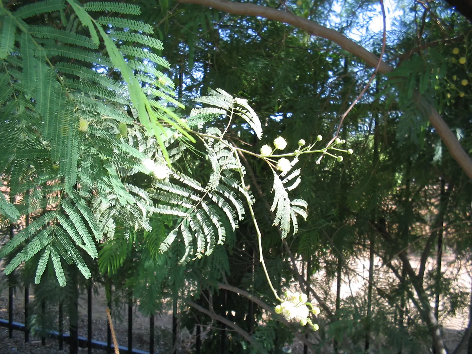Guajillo (Acacia Berlandieri) — Known for its fragrant, ball-shaped yellow flowers, it adds vibrant color in spring