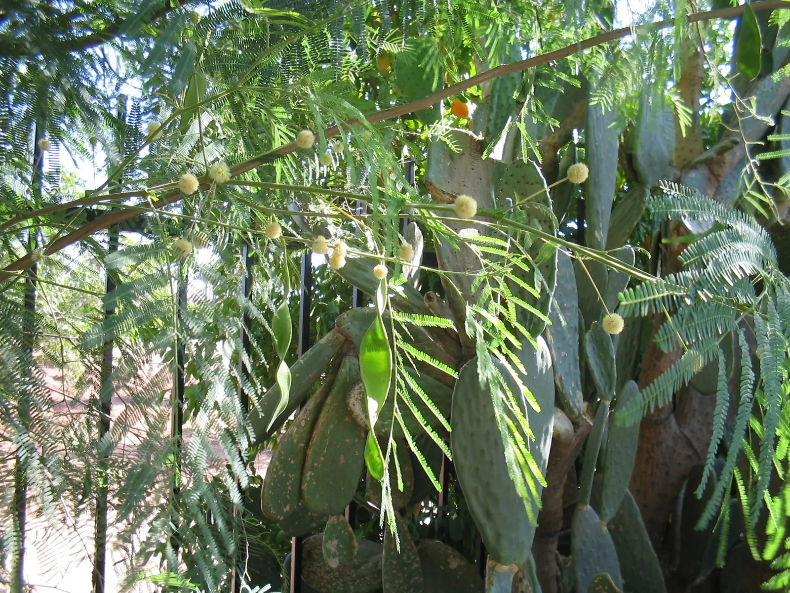 Guajillo (Acacia Berlandieri) — spiny shrub or small tree
