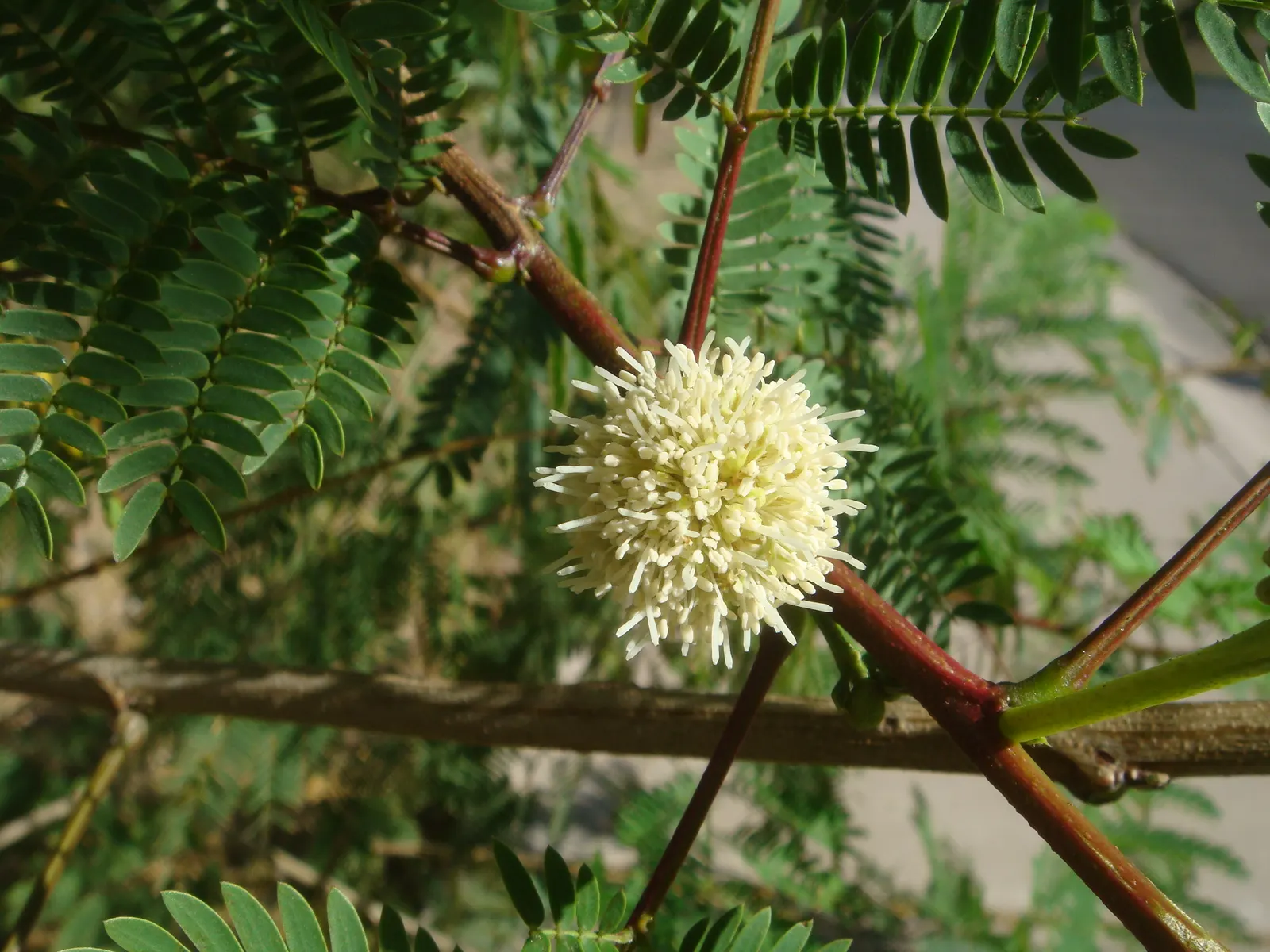 Guajillo (Acacia Berlandieri) — reaching up to 10-15 feet high with an equal spread