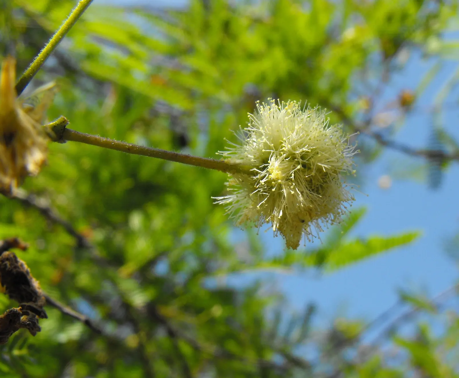 Guajillo (Acacia Berlandieri) — The Guajillo (Acacia berlandieri) stands as a semi-evergreen