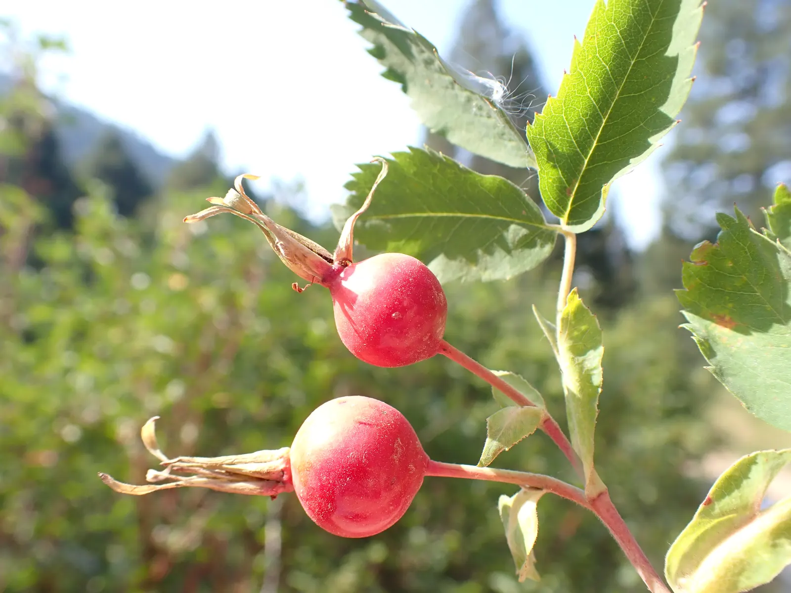 Woods Rose (Rosa Woodsii) — each measuring 1 to 3 inches across; notable for its fragrant flowers, image 97