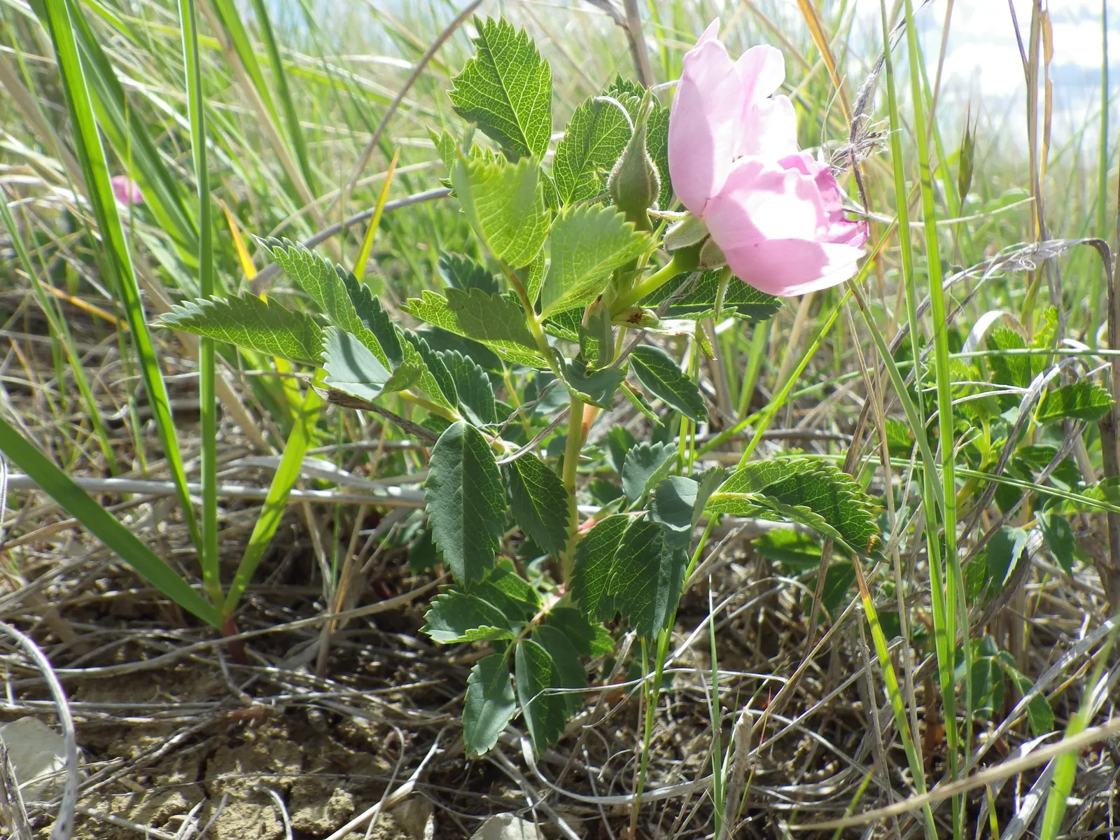 Woods Rose (Rosa Woodsii) — It prefers full sun to partial shade and well-drained soils; roughly 0.25 to 0.5 inches in diameter, image 87