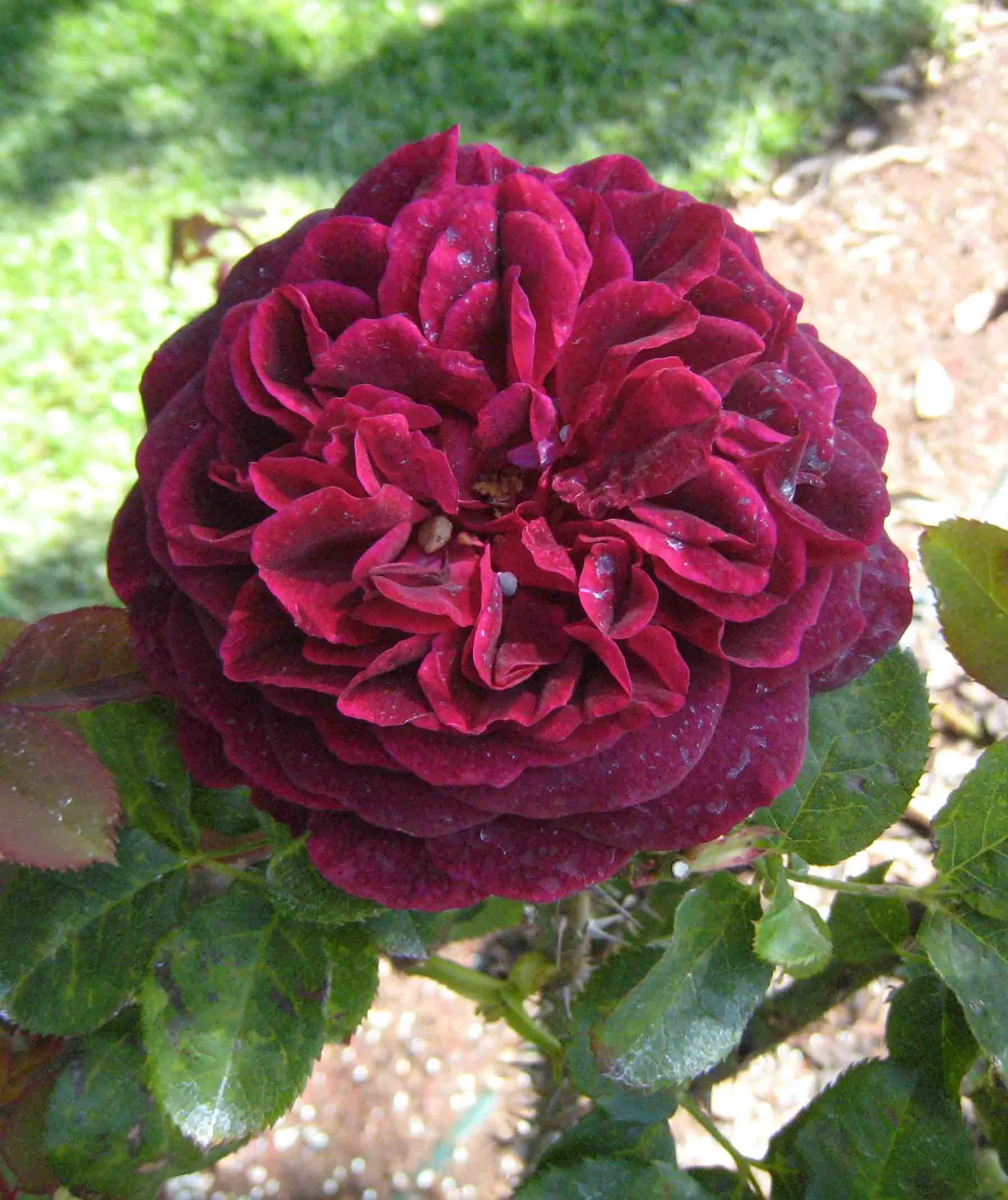 Woods Rose (Rosa Woodsii) — which persist into the winter