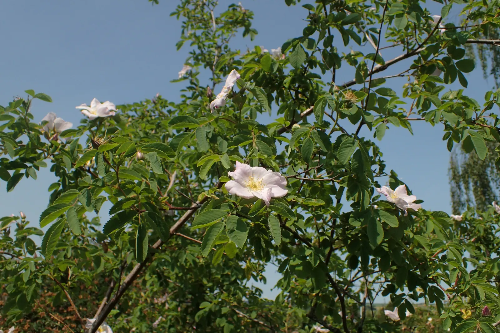 Woods Rose (Rosa Woodsii) — it provides excellent wildlife habitat and seasonal interest; which typically feature 5 to 9 leaflets with serrated, image 62