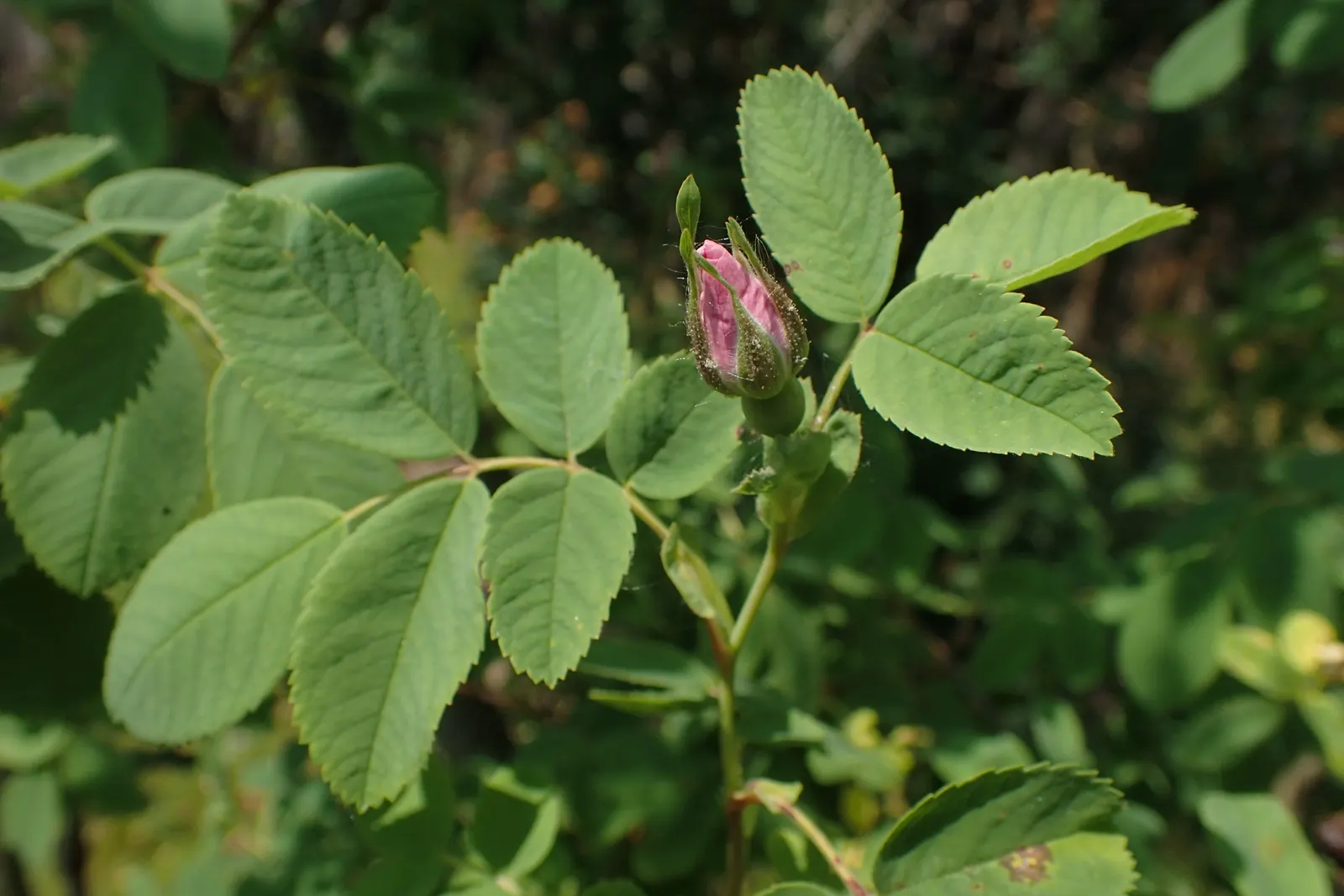 Woods Rose (Rosa Woodsii) — which typically feature 5 to 9 leaflets with serrated margins; roughly 0.25 to 0.5 inches in diameter, image 67