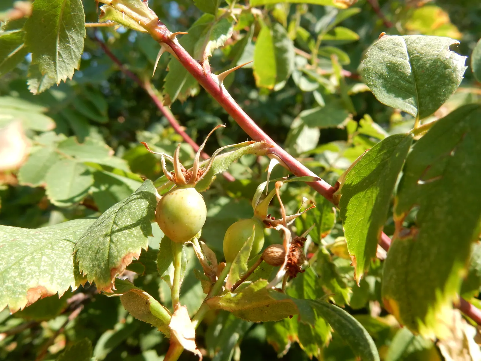Woods Rose (Rosa Woodsii) — Note that like many roses; roughly 0.25 to 0.5 inches in diameter, image 79