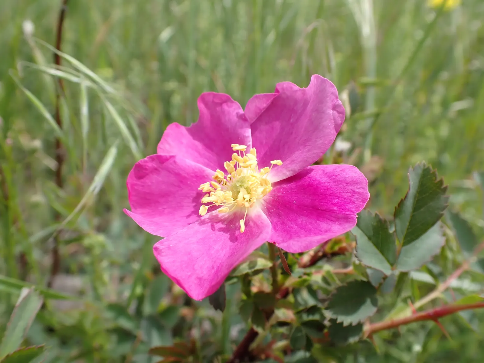 Woods Rose (Rosa Woodsii) — it is equipped with thorns