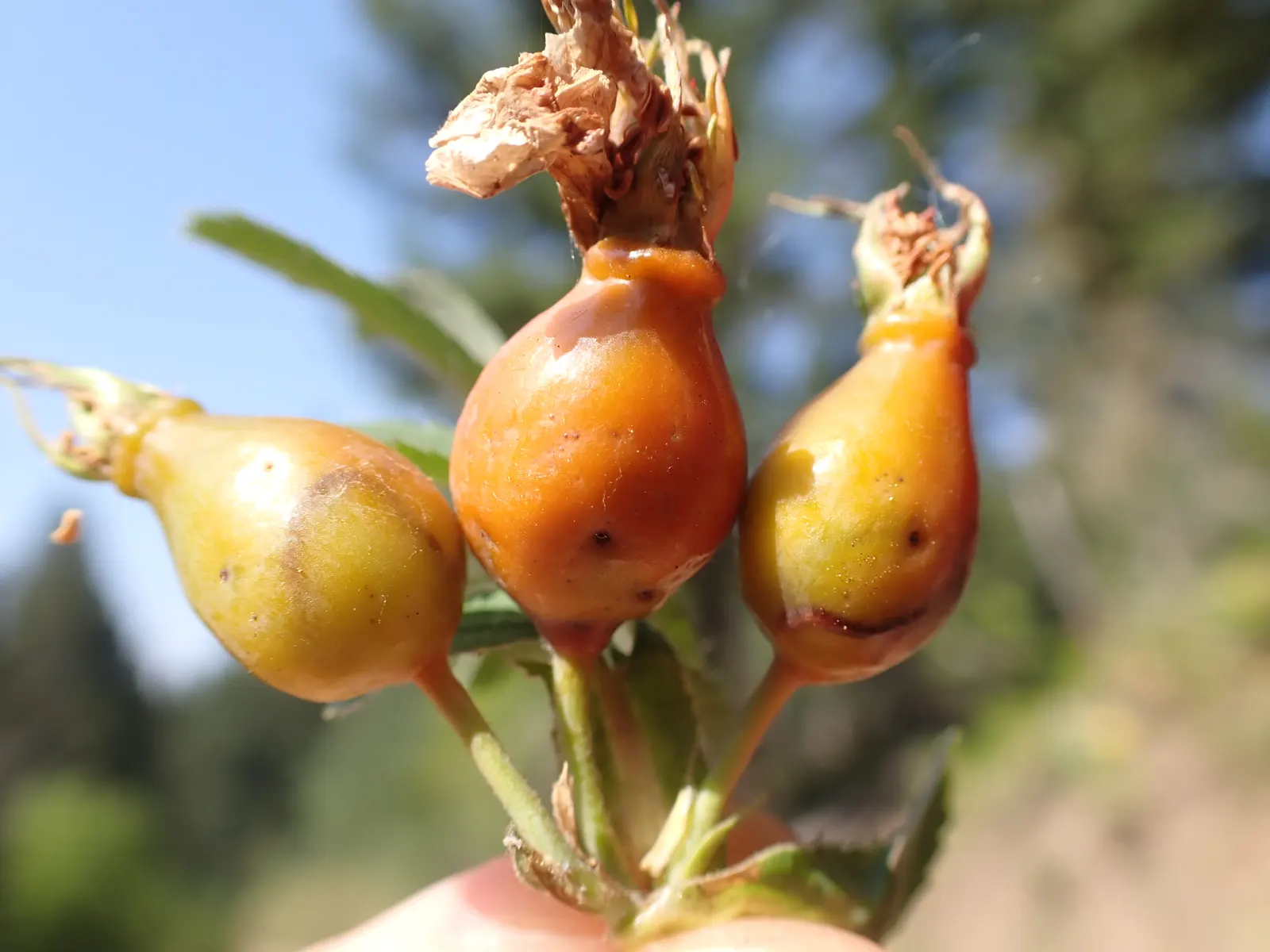 Woods Rose (Rosa Woodsii) — the plant produces striking red-orange hips; notable for its fragrant flowers, image 101