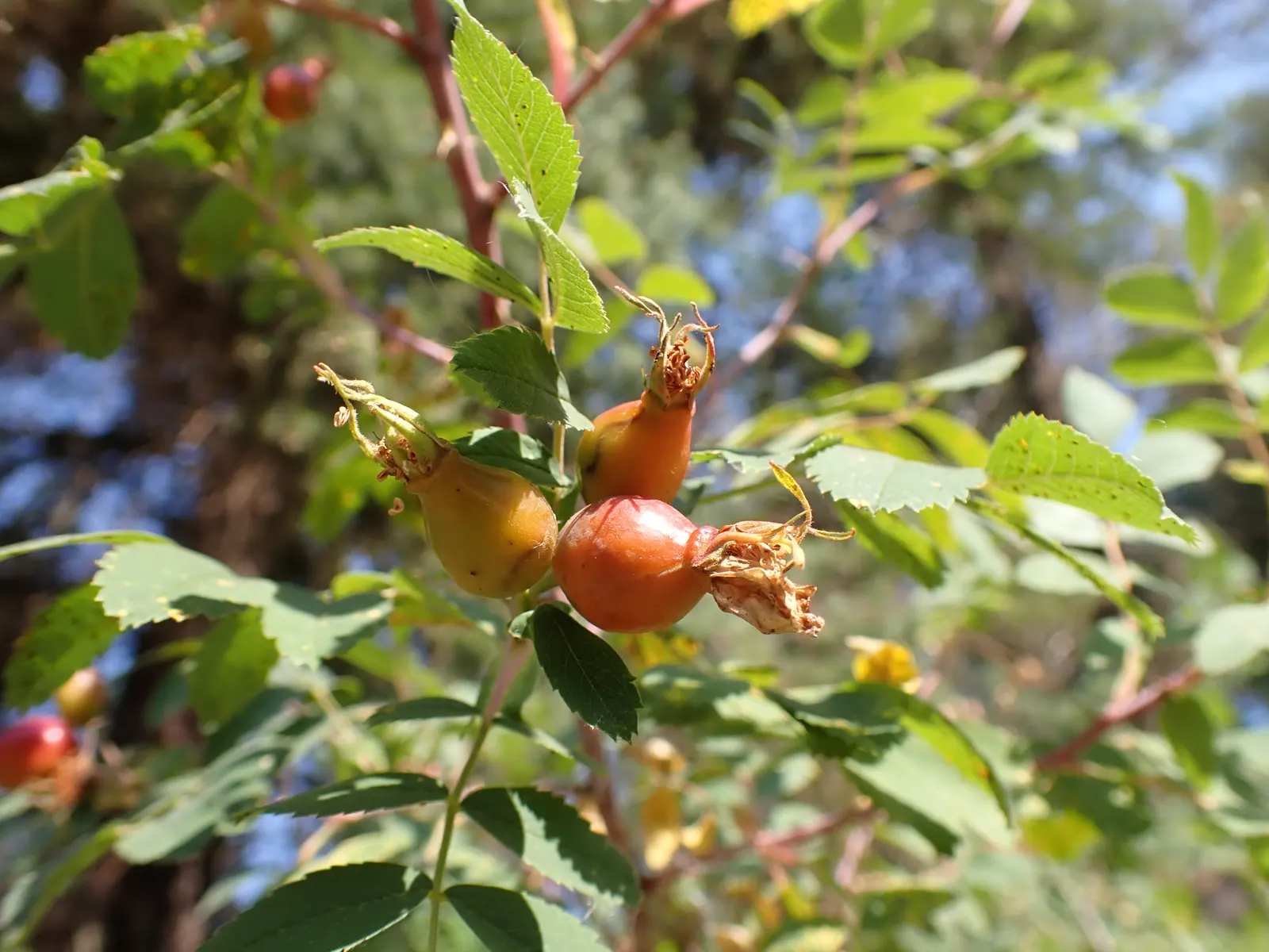 Woods Rose (Rosa Woodsii) — Blooming profusely from late spring to early summer; which typically feature 5 to 9 leaflets with serrated margins, image 98