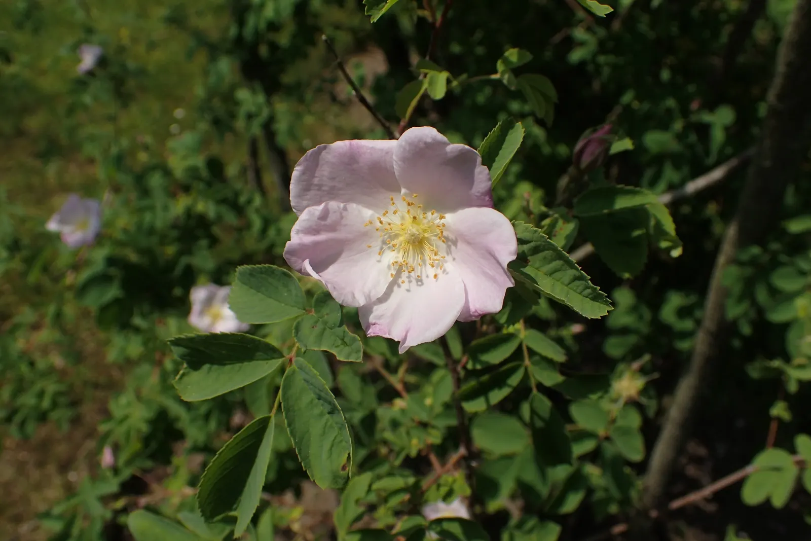 Woods Rose (Rosa Woodsii) — this deciduous shrub stands at an average height of 3 to 6 feet with a comparable spread; notable for its fragrant, image 65
