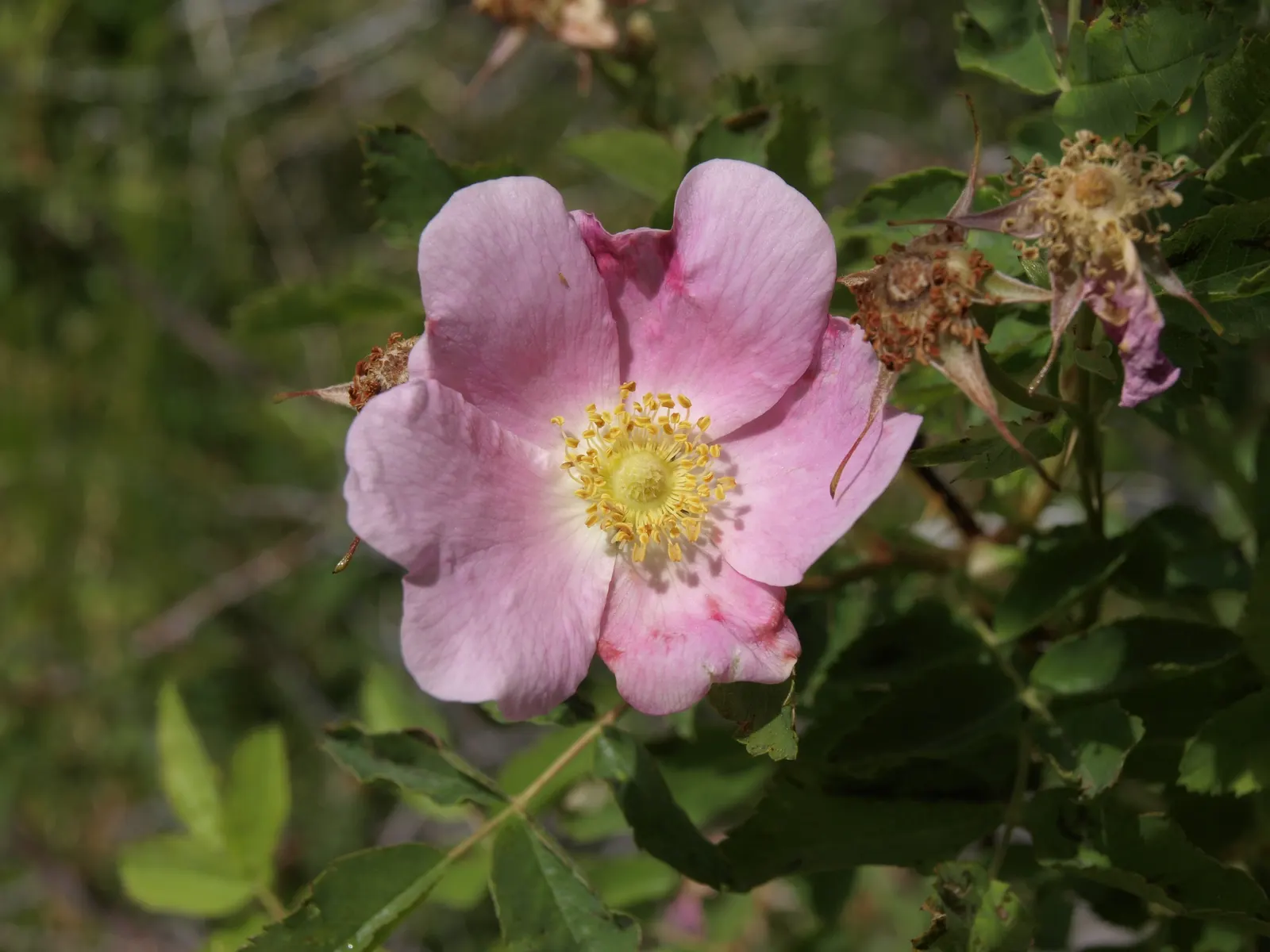 Woods Rose (Rosa Woodsii) — is a delightful shrub and an asset to any landscape; roughly 0.25 to 0.5 inches in diameter, image 91