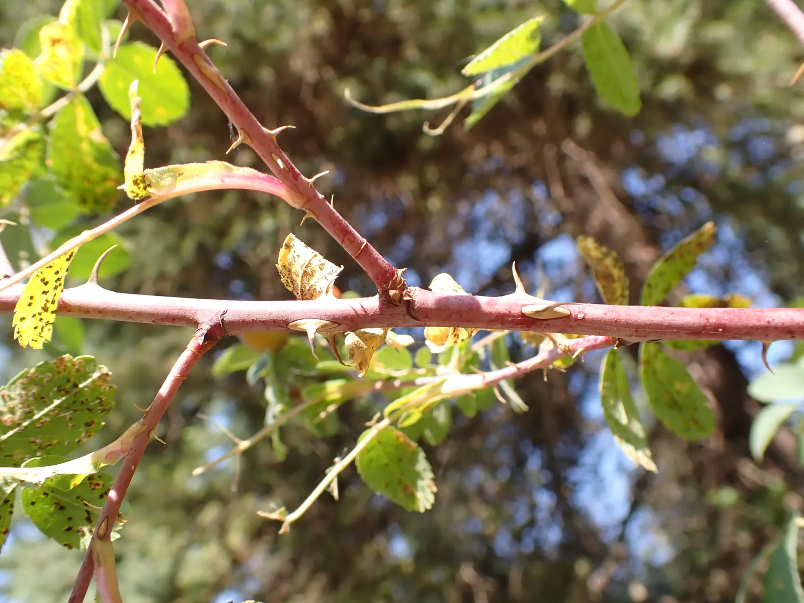 Woods Rose (Rosa Woodsii) — the plant produces striking red-orange hips; notable for its fragrant flowers, image 73
