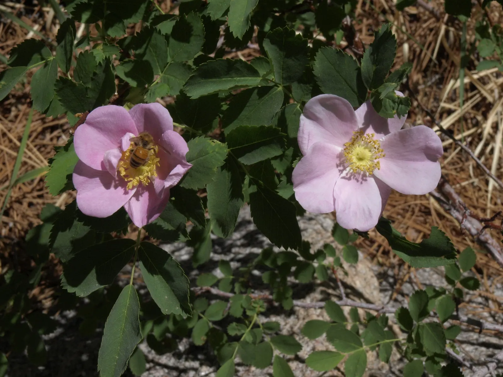 Woods Rose (Rosa Woodsii) — shrub with white blooms; roughly 0.25 to 0.5 inches in diameter, image 83