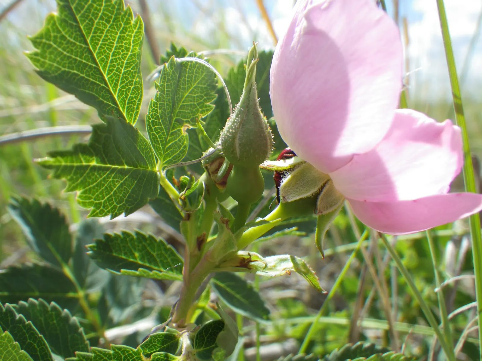 Woods Rose (Rosa Woodsii) — Its adaptability allows for use in a variety of landscape designs; which typically feature 5 to 9 leaflets with, image 78