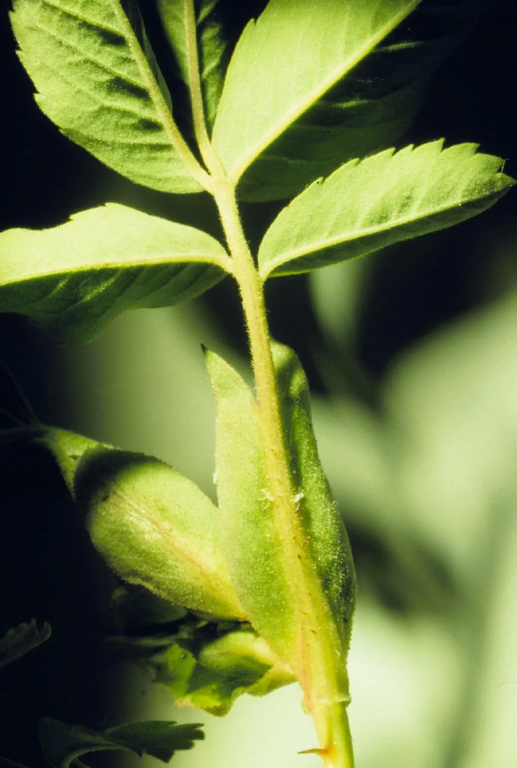 Woods Rose (Rosa Woodsii) — white flowers in the garden; which typically feature 5 to 9 leaflets with serrated margins, image 82