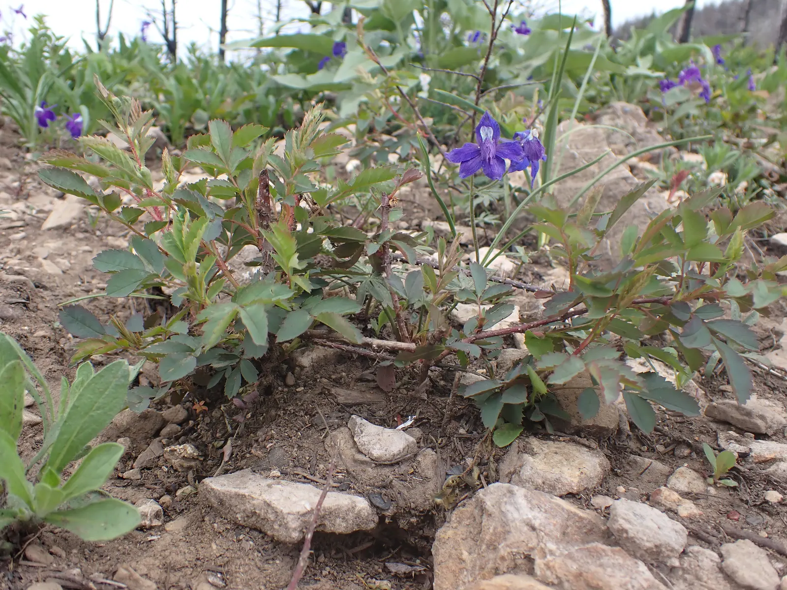 Woods Rose (Rosa Woodsii) — It exhibits exceptional drought tolerance once established, making it a suitable choice for xeriscaping; notable for, image 77