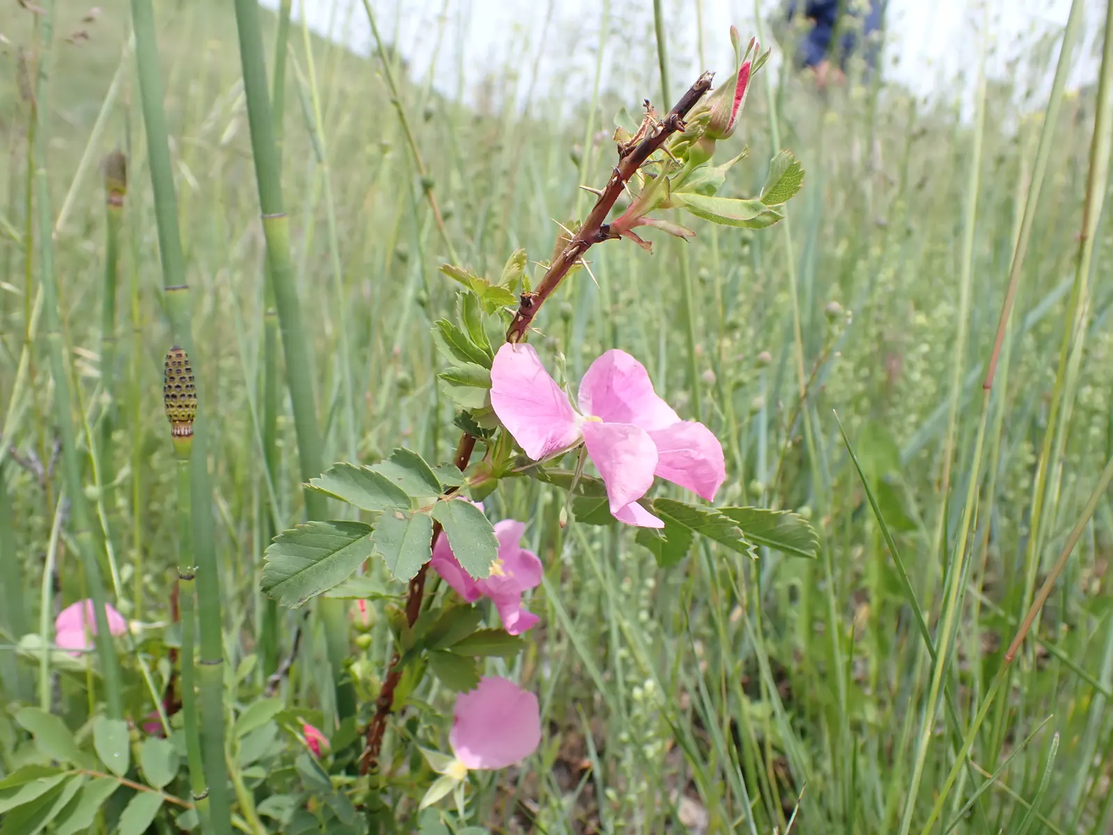 Woods Rose (Rosa Woodsii) — so placement should consider foot traffic to prevent unwanted encounters
