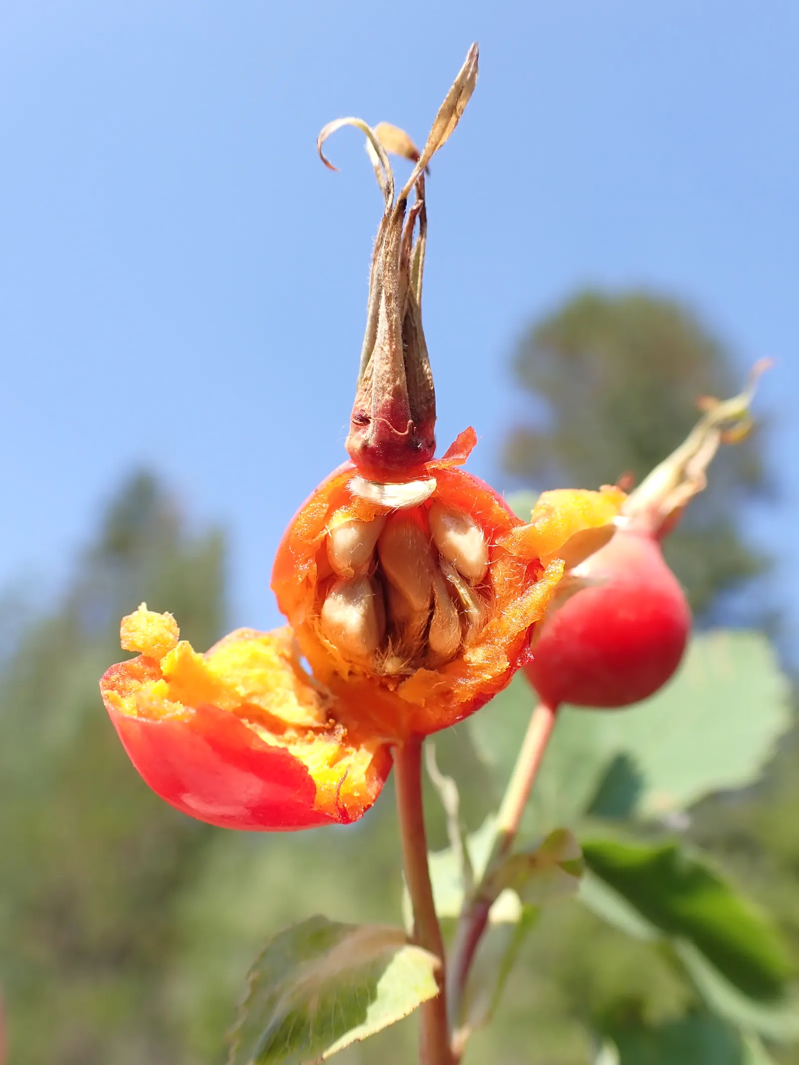 Woods Rose (Rosa Woodsii) — rounded silhouette.<br><br>Characterized by its pinnately compound leaves; which typically feature 5 to 9 leaflets with, image 94